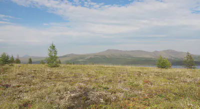 © AWI | Stefan Kruse | Einzelbäume in der Tundra beim See Nutenvut in Keperveem (Russland, Autonomer Kreis der Tschuktschen).